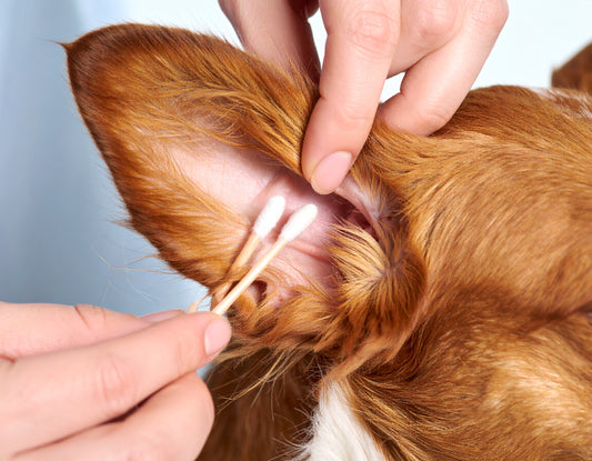 Pet Ear Cleaning
